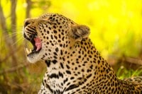 Yawning-Male-Leopard-Sabi-Sands-Wildlife-Workshop