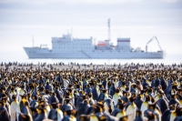 King-Penguin-Colony-South-Georgia-Island-Photo-Workshop