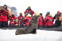 Photo-Workshop-Seal-South-Georgia-Island