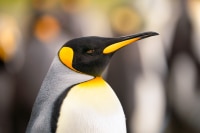 King-Penguin-Portrait-2-South-Georgia-Photography-Workshop