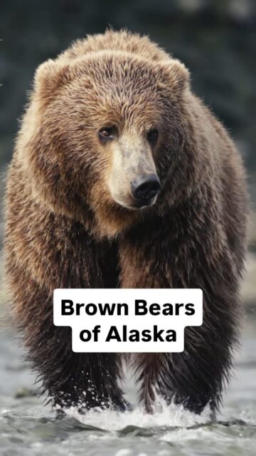 Every summer I end up spending multiple weeks in Alaska exploring more of the Katmai, Lake Clark and Brooks regions in search of the incredible Alaska Coastal Brown Bear. Next week I head back to Alaska to continue this tradition to lead two incredible groups of photographers. This year I am also helping out my friend @charlesglatzer , after his tragic passing, by helping run his Alaska tours for his family. I can't think of a better way to pay tribute to an old friend than by taking care of his groups in one of his favorite places on the planet. Chas...you will be missed!

Taken with the Sony a7R VI w/ 100-400 f/4.5 GM

#bearsofinstagram🐻 #fatbear #sonyalpha #sonyambassador