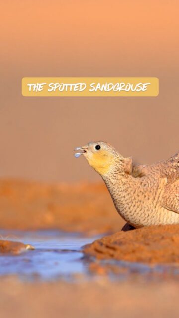 Morocco is home to the beautiful sandgrouse bird. They come in a variety of species like the Spotted, Crowned, and Black-bellied, and they can be found in the arid, stony, and desert regions of the Sahara. These desert dwellers are famous for gathering in large flocks at waterholes in the early morning.

Sony a1 w/ 600mm f/4 GM

#birder #birdsofinstagram #birdsphotography #wildlifephotographer #sonyalpha