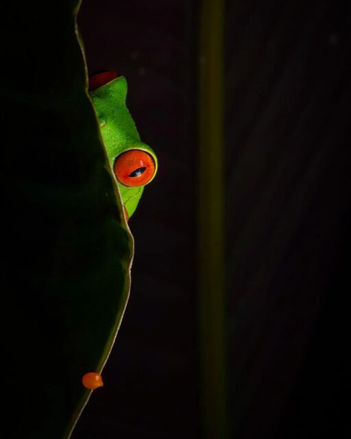 Currently I am traveling throughout Zambia and enjoying a complete lack of access to the crazy news cycle back at home in the US. We all need a break from the insanity from time to time to keep our sanity. This photo of a Red Eyed Green Tree Frog from Costa Rica will be me when I start getting ready to head back home in early October!

Sony a1 w/ 90mm f/2.8 Macro
#sonyambassador #sonyalpha