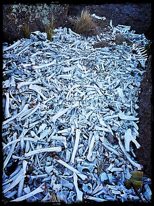 Bones found outside the town of Sajama, Bolivia