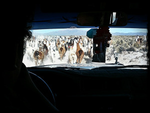 Lama traffic Jam in Bolivia