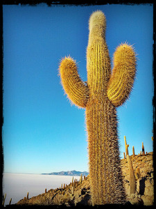 Isla de Sol in the Salar de Uyuni in Bolivia