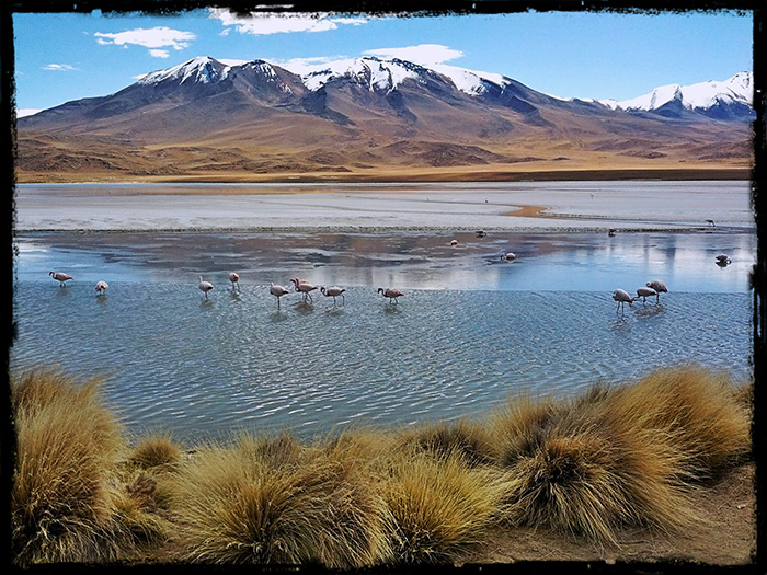 Flamingoes in Laguna Hedionda in Bolivia