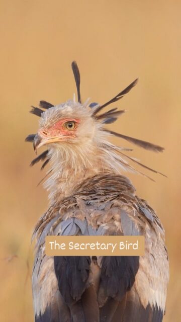 I would like to introduce you to the Secretary Bird, one of the largest birds of prey in Africa. It's through birds like this that one begins to see just how closely birds are related to Dinosaurs.

#birdsphotography #birdsofinstagram #birdstagram #wildlifephotography #WildlifeReels