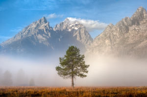 Lone tree under the Grand Teton Mountain Range