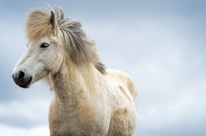 A White Icelandic Horse