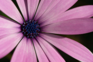 A beautiful purple flower from Peru