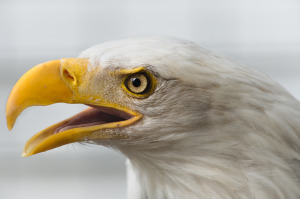 A Bald Eagle crows in Sitka Alaska