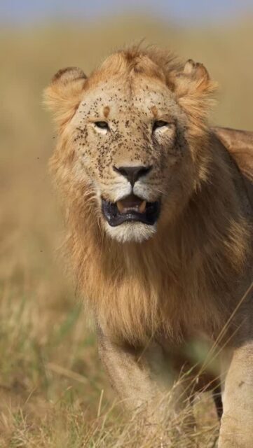 What are all those small black dots on this Lions face? Watch till the end to find out....

Lions are incredible creatures and can be found all over large parts of Africa.

Sony a1 w/ 600mm f/4 GM