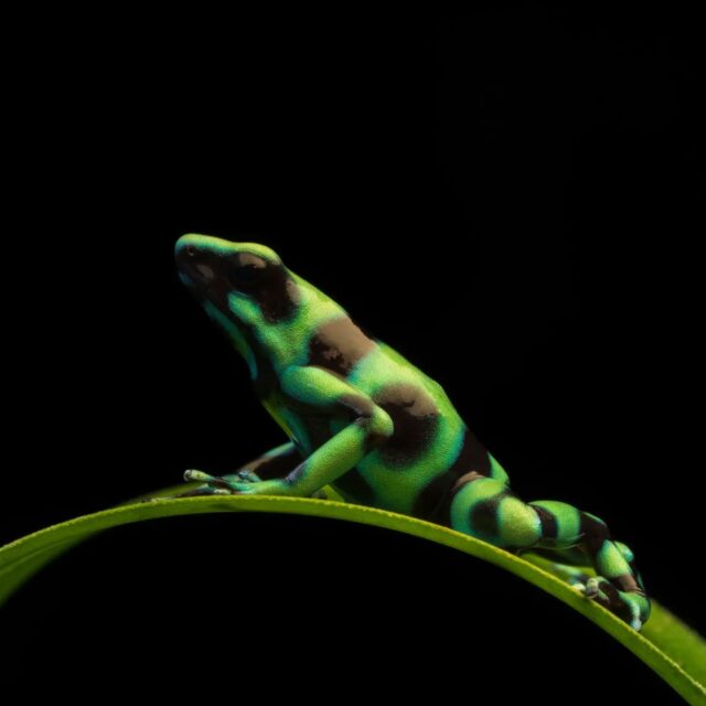 This is the Green and Black Poison Dart Frog (Dendrobates auratus), also known as the green-and-black poison arrow frog and green poison frog. These beautiful creatures can be natively found in Central America and Columbia but did you know that they have been introduced into Hawaii to help lower the mosquito population on the islands?

This image was shot in the wild on a Sony a1 with the 90mm f/2.8 Macro lens using two off camera @godoxlighting V860 III flashes with 12" softboxes.

@sonyalpha #sonyambassador #ocf #offcameraflash #macrophotography #macromood #macroworld