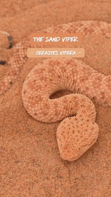 The Sand Viper (otherwise known as Cerastes vipera) lives in the deserts of Northern Africa and spends its time hiding in the sand to catch it's prey. Always remember, many snakes like vipers are "venomous" and not "poisonous", but most snakes out there are totally harmless.

 #WildlifeReels #africanwildlife #snakesofinstagram #herpingtheglobe #snakesofig