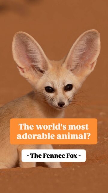 What is the world's most adorable animal? It could be the Fennec Fox with its adorably massive ears. They are most commonly found in the deserts of Northern Africa. I found this one in Morocco's Sahara Desert.

Sony a1 w/ 300mm f/2.8 GM