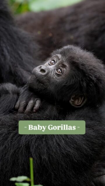 What is the world's most adorable baby animal? It could be this three week old Gorilla. These young great apes have so much in common with our own offspring. You can find them in the mountains of Eastern Africa, between Uganda, Rwanda and the Congo.

How adorable are they?

Taken with the Sony a1 & a9 III w/ 135 f/1.8 GM + 70-200 f/2.8 GM II

#sonyambassador #wildlifephotography #wildlifephotographer #africansafari