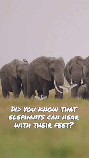 Did you know elephants can hear with their feet? 🐘 

Deep rumbles travel for miles through the savanna floor, and elephants detect them through the sensitive pads of their feet a hidden conversation happening right beneath us. Spending time with these giants in Africa never gets old. There's always another layer to discover that makes them that much more fascinating!

What's the most surprising animal fact you know? Finger 👇 

Sony a1 II w/ 300mm f/2.8 GM

#SonyAlpha #Elerhants
#WildlifePhotogny #Africa
#Safari