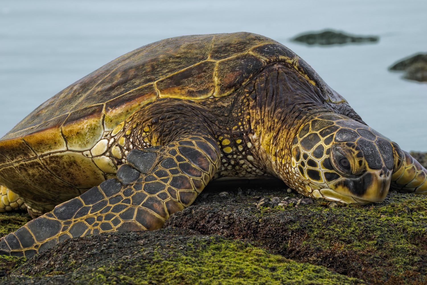 The Big Island of Hawaii Green Sea Turtle Sony a6000