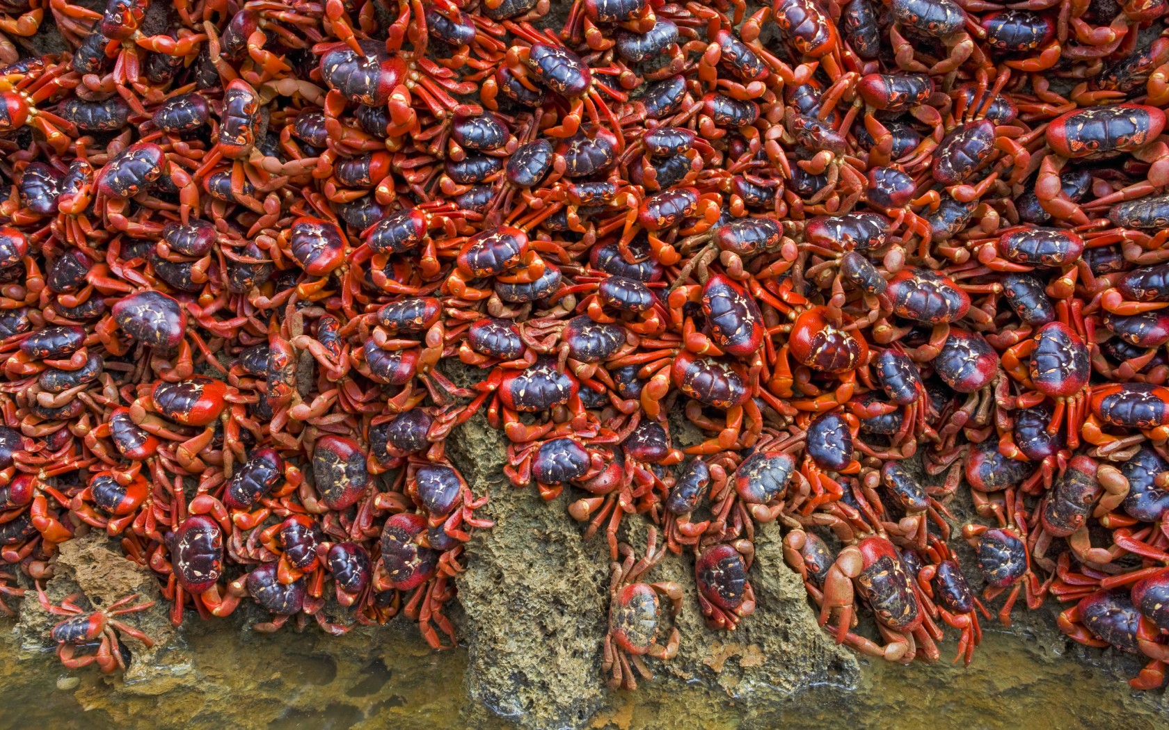 Millions of Red Crabs (Image Copyright goes to Rough Guides)