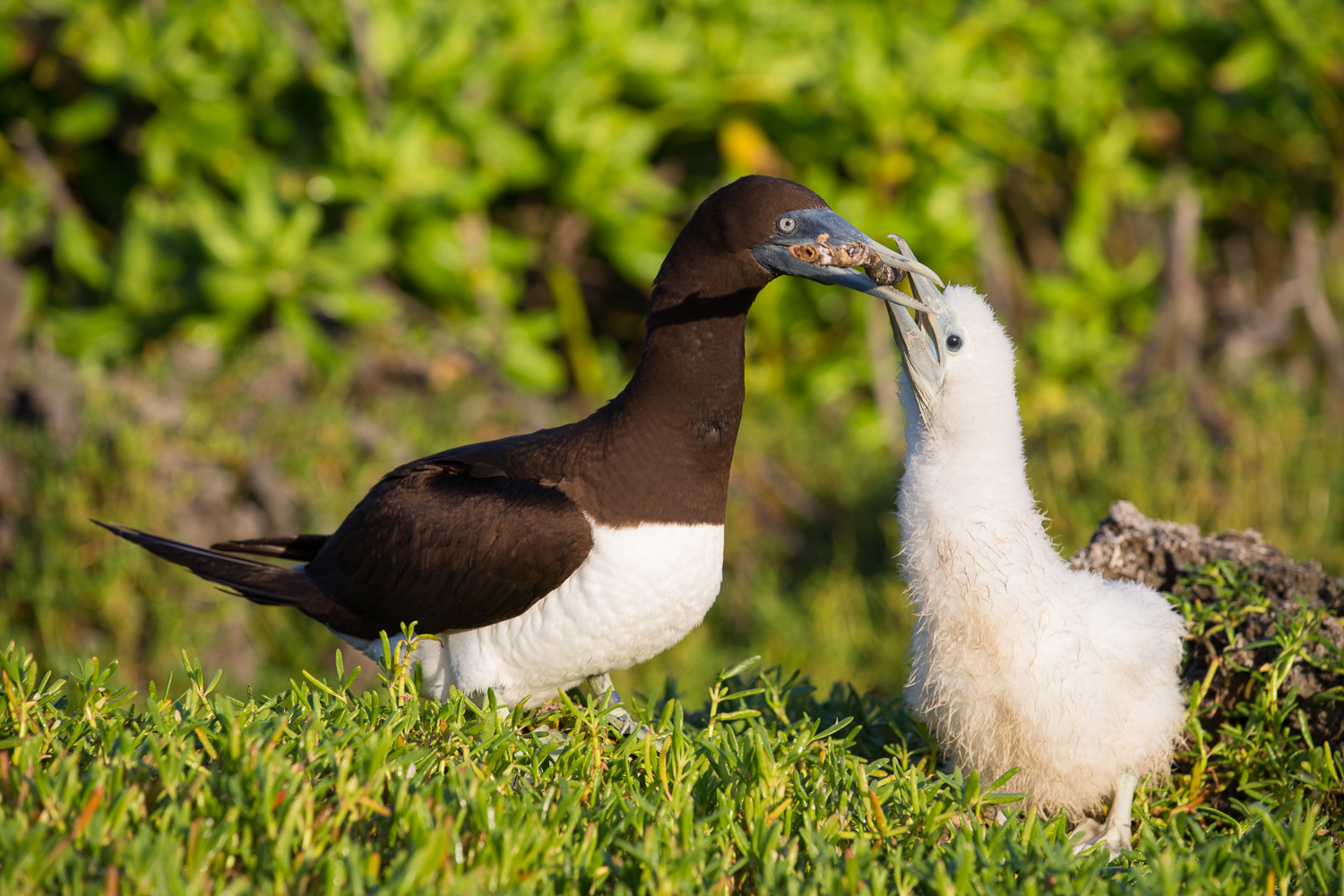 Brown Footed Boobie and her young chick building a nest