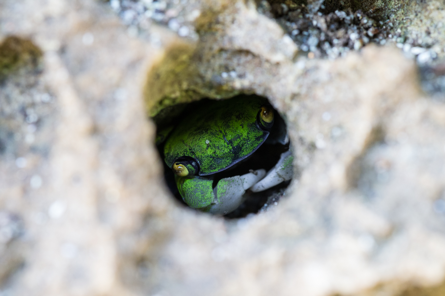 Tiny green crabs found in shore rocks