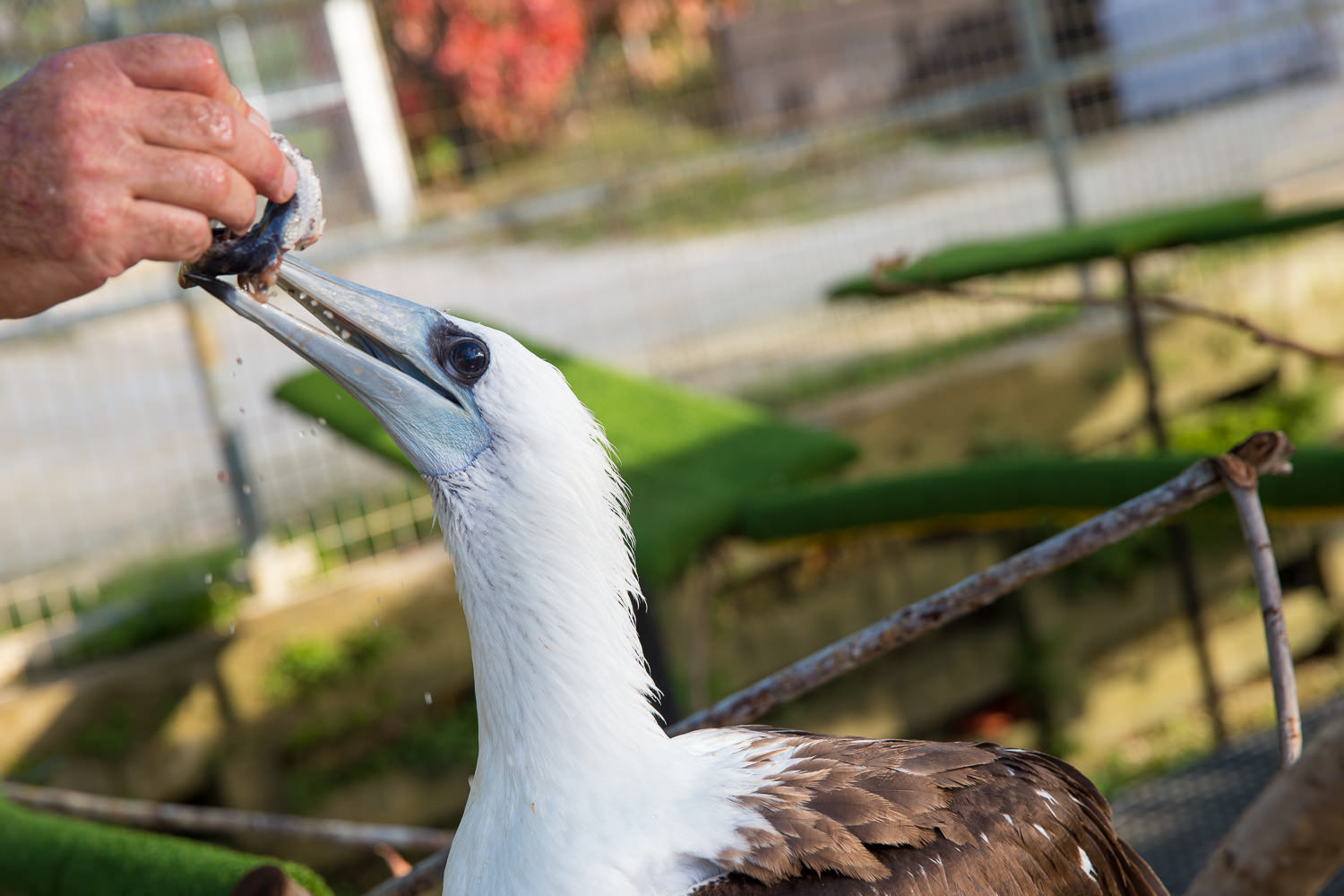 An Abbotts Booby being feed while in recovery after a major storm