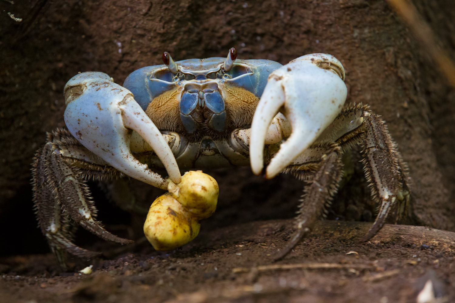 Blue Crabs tend to be more weary of visitors
