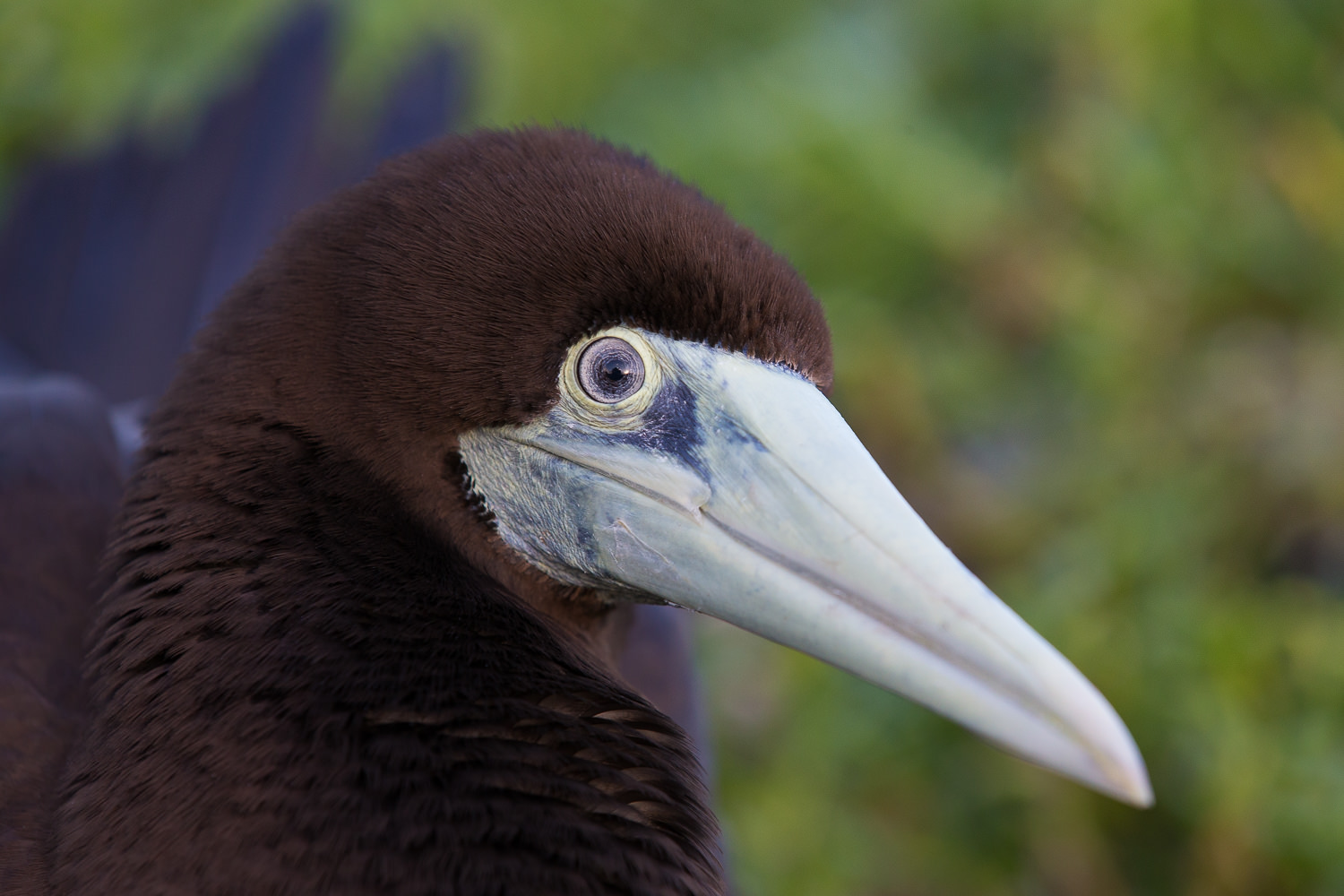 A female Brown Boobie found nesting on the shores of Christmas Island