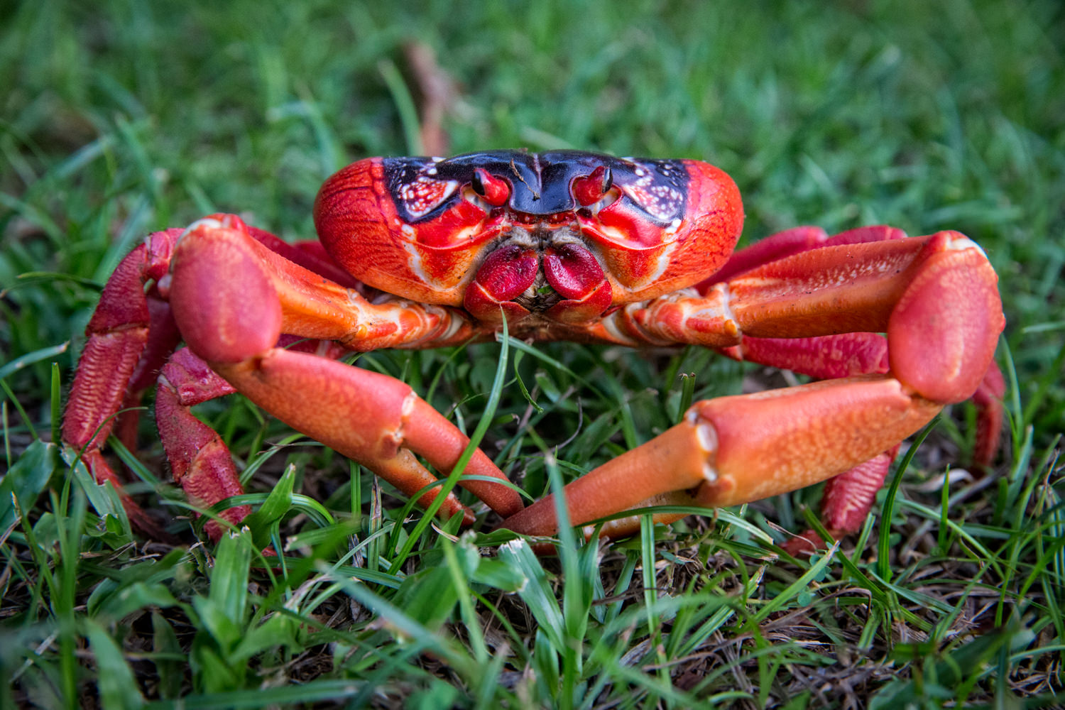 Red Crab - Christmas Island