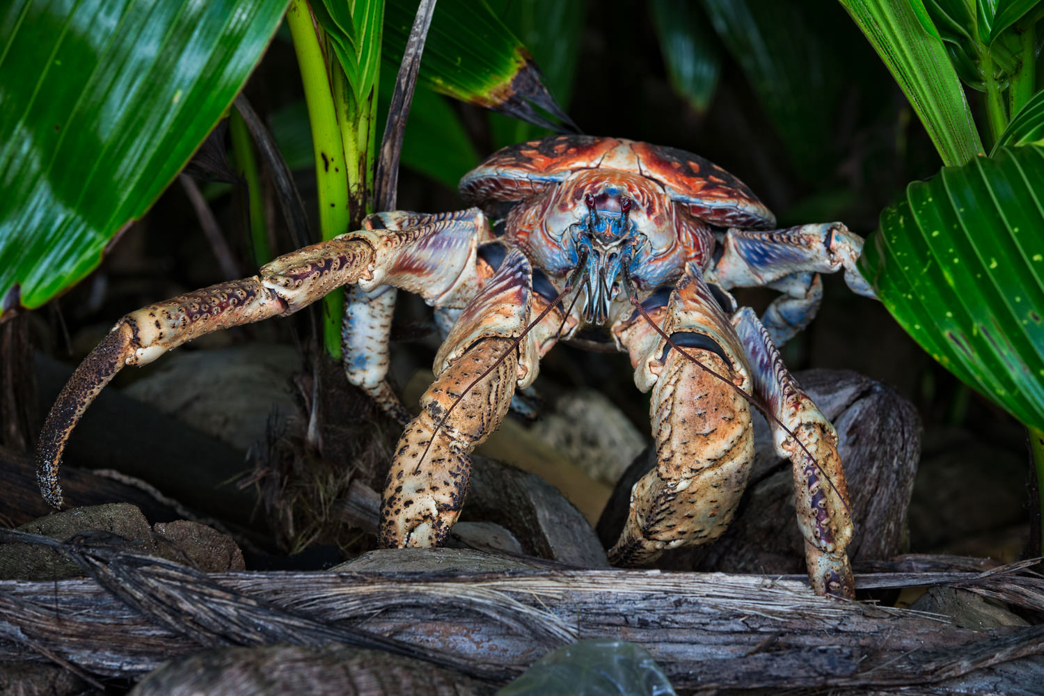 The mighty Coconut/Robber Crabs of Christmas Island