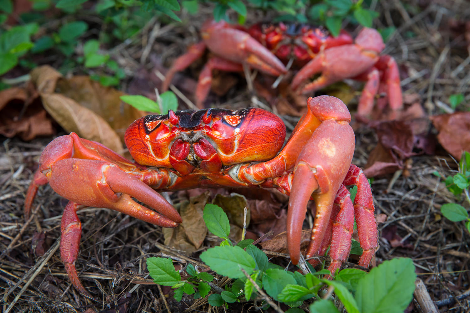 Red Crabs enjoying the jungle floor