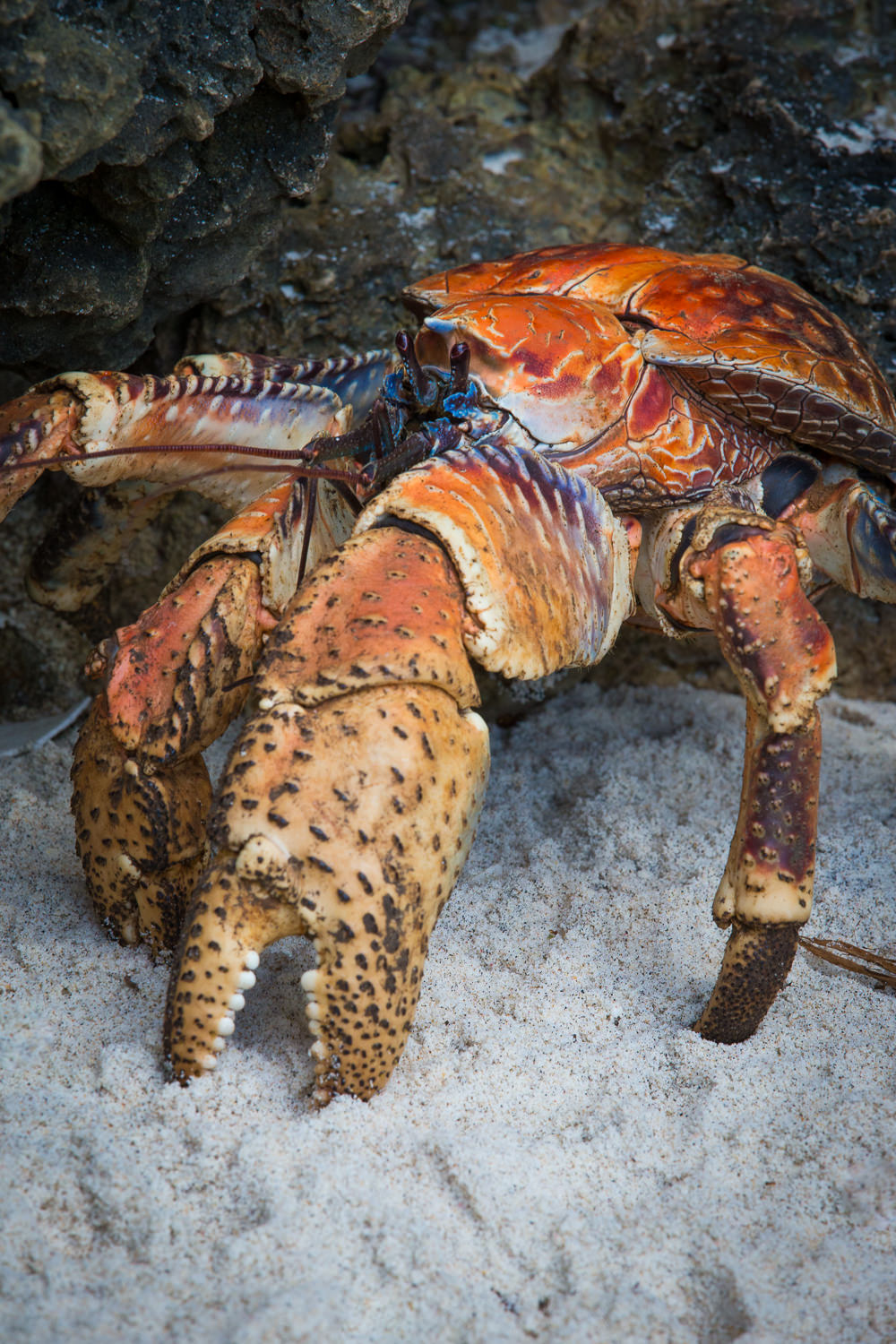 Coconut Crab at Dolly Beach Christmas Island