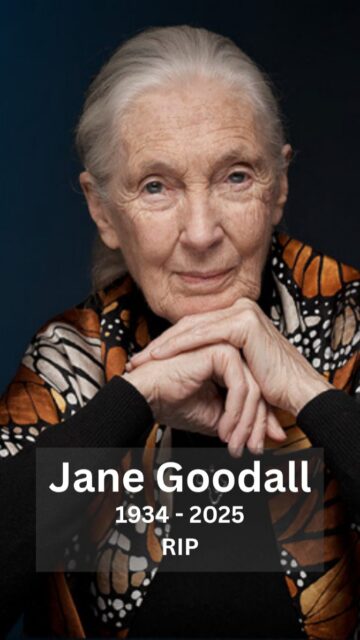 Yesterday, we bid farewell to Jane Goodall, a truly remarkable woman whose legacy extends far beyond science. This pioneering scientist, anthropologist, and unwavering animal rights activist dedicated her entire life to the natural world. Her infectious passion was the spark that ignited the interest in Chimpanzees and Gorillas for so many, including myself. In her memory, let us fiercely cling to the incredible HOPE she shared with the world, a hope that is needed now more than ever. Jane, your light will be deeply missed.

This reel is made up of older footage of Jane, the audio from one of her excellent talks in NYC, and a mixture of videos and still images that I took of wild chimpanzees in East Africa over the years.

#JaneGoodall