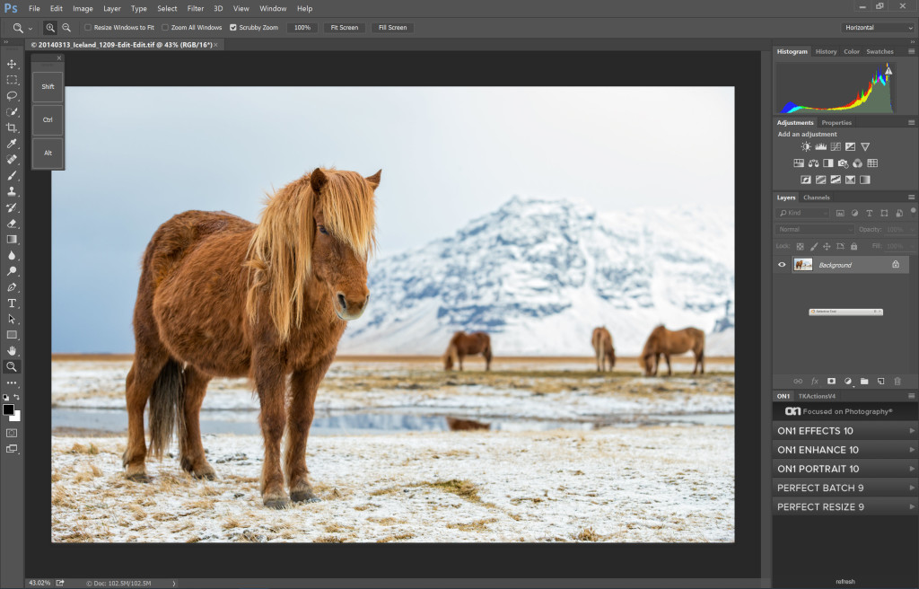 Editing an image of an Icelandic Horse on the Surface Book