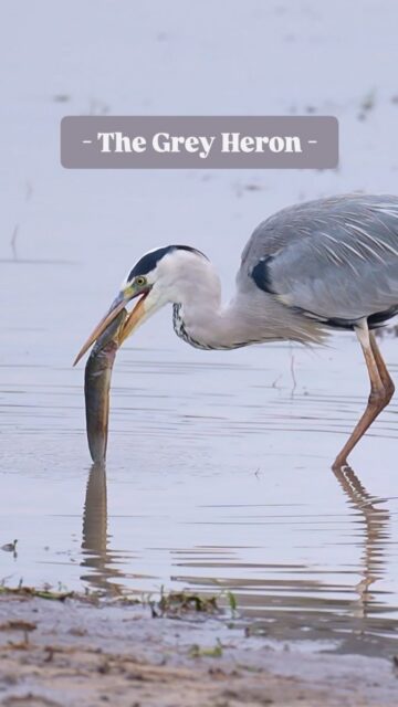 Being in Africa and seeing the Circle of Life play out is an unforgettable experience. Check out this Grey Heron struggling to land this Catfish.

#birdsofinstagram #birdphotography #wildlifephotography #wildlifephotographer #sonyambassador