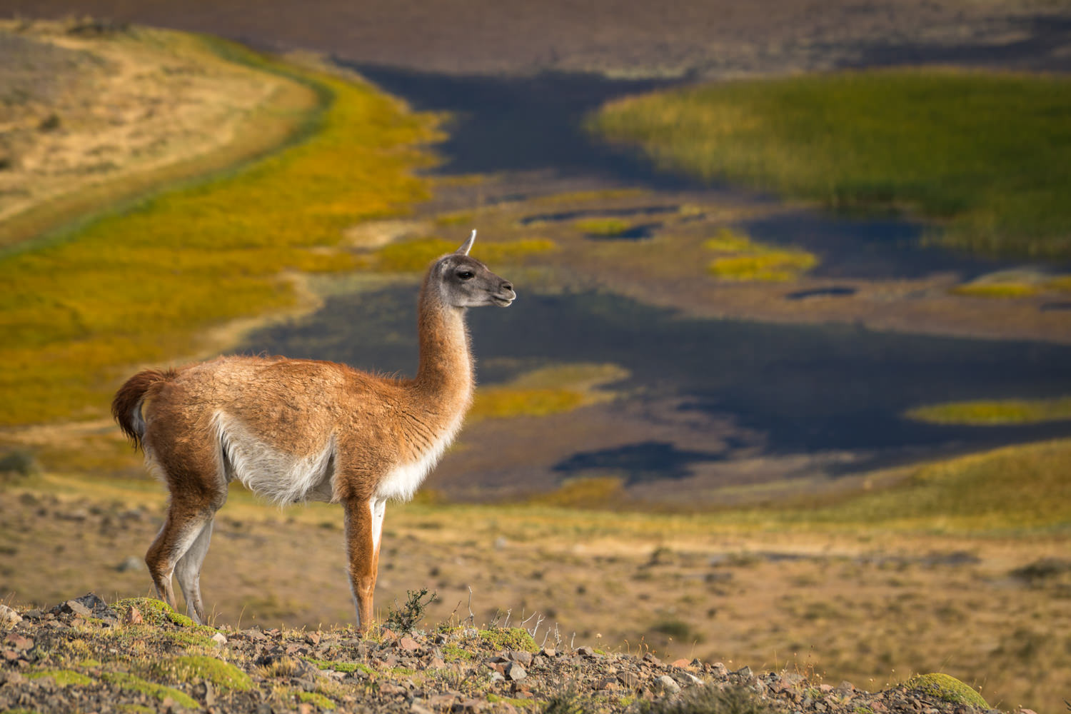 Sony a6300 w/ Sony 70-200 f/4 FE photographing a Guanaco in Torres del Paine National Park