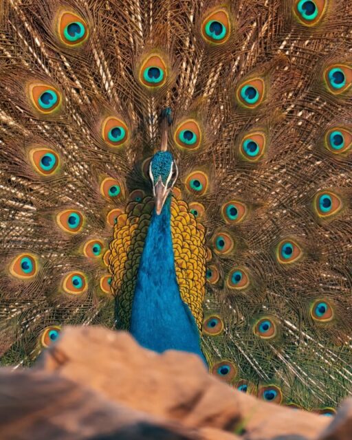 Thank you all for the kind Birthday wishes. This is the third year in a row that I get to ring in a new year while exploring more of the incredible wildlife of India. I could think of a better way to celebrate my 44th trip around the sun!

I still have 7 days left on this current adventure to show my photo workshop clients why India is such an incredible wildlife destination. Who knows! Maybe one of you will join me in 2027 on my next India wildlife safari!