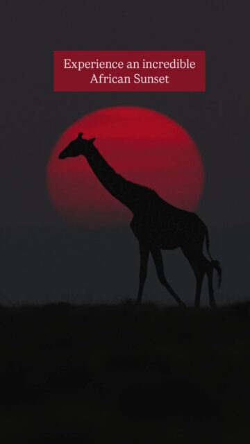 There is nothing quite like witnessing the setting sun while on safari in Africa. With the addition of some amazing wildlife, it becomes a memory you can never forget!

#wildlifephotography #sunsetlovers #naturegram #naturegram #africanwildlife