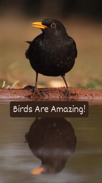 Have you ever woken up one morning and been surprised at just how amazing birds are? I can't be the only one ;)

#birdsofinstagram #birdnerd #birdsonearth #wildlifephotography