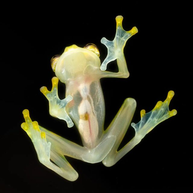 Did you know that certain glass frogs have translucent skin? With the right equipment, you can actually see through their body and observe their internal organs working to keep these amazing creatures alive. This photo was taken in the jungles of Costa Rica with this wild Reticulated Glass Frog. We brought perfectly clear plains of glass with us into the jungle along with an art stand and clamps to hold the glass in place. I then used three flashes (on the top and sides of the glass) to properly light up the frog, allowing me to come away with this unique shot. How cool is Mother Nature!

Sony a1 w/ 90mm f/2.8 Macro + 3 Godox V860 III flashes
#sonyambassador  @sonyalpha @godoxlighting  #macrophotography #macro_brilliance #macrophotos #macromood #macronature
