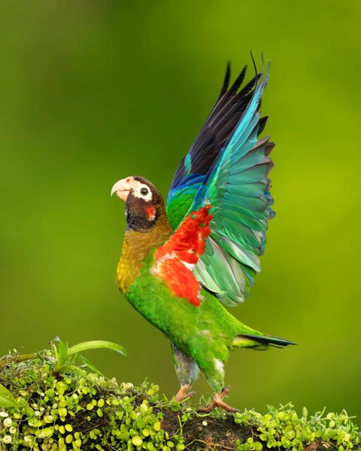 A Brown-headed parrot about to take off in flight. These colorful birds are just one of hundreds of incredible species found throughout Costa Rica and Central America. Have you been to Costa Rica before?

Sony a1 w/ 600mm f/4 GM
#sonyambassador @sonyalpha