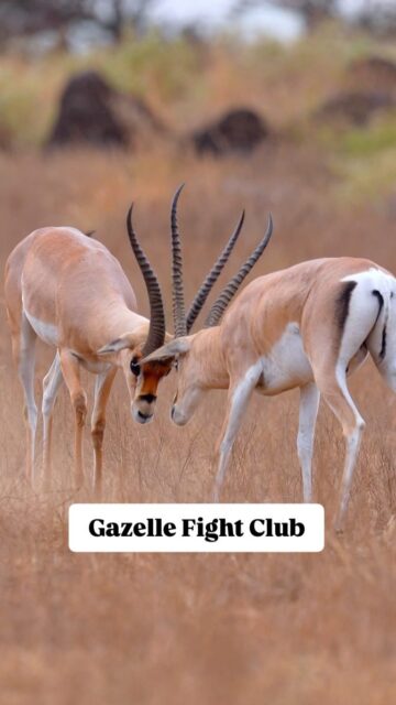 Watching two male Gazelles battle it out in the grasslands of East Africa is always incredible. This species is known as "Grant's Gazelles". They are one of the larger species of gazelle antelope that inhabit parts of East Africa.