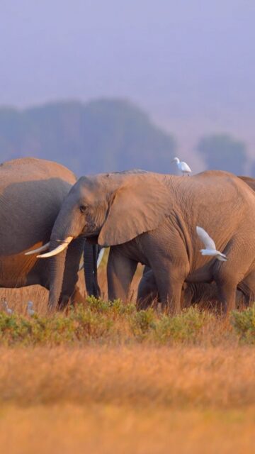 Elephants 🐘 are the true guardians of the natural world...