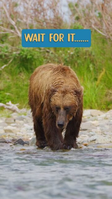 When it comes to working with Brown Bears in Alaska...patience is always vital! I could watch these bears hunt for salmon all day long...every day...each summer..year after year!

Sony a7R VI + 100-400 f/4.5 GM