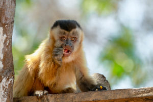 Black and Gold Howler Monkey from Pantanal, Brazil - Wildlife Photography Workshop by Colby Brown Photography