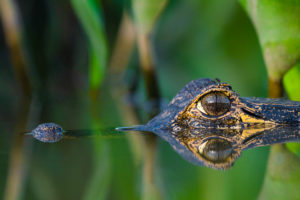 Caiman Eye Reflections from Pantanal, Brazil - Wildlife Photography Workshop by Colby Brown Photography