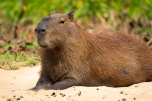 Capybara in Brazil - Wildlife Photography Workshop by Colby Brown Photography