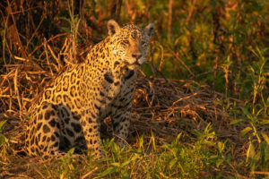 Jaguar Big Cat Brazil Pantanal