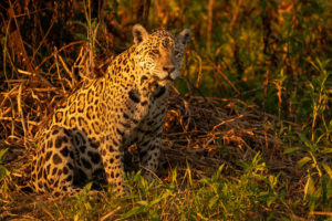 A Jaguar captured at sunset, Pantanal, Brazil - Wildlife Photography Workshop by Colby Brown Photography